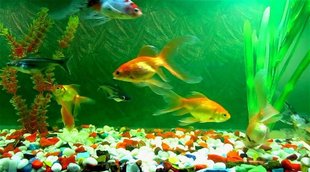 fish Aquarium, vastu tips