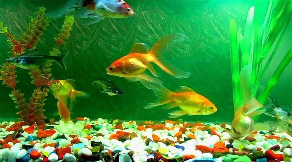 fish Aquarium, vastu tips
