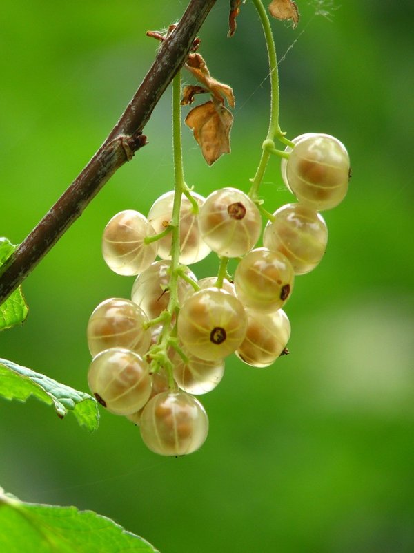 gooseberry 1
