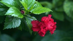 झड़ते बालों से हैं परेशान? आपके लिए गुड़हल हो सकता है फायदेमंद, जानिए कैसे