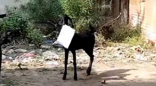 kanpur goat video, kanpur, kanpur viral video,
