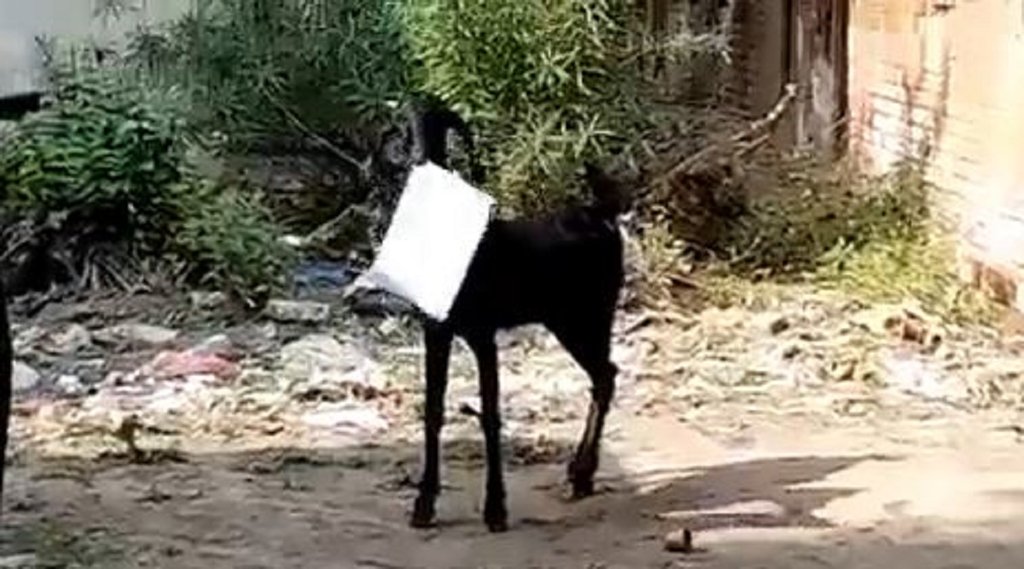 kanpur goat video, kanpur, kanpur viral video,