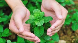 सर्दियों में अपने स्किन केयर रूटीन में इस तरह शामिल करें पुदीना, निखरी और खिली-खिली त्वचा दिलाने में है कारगर