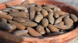 Dry Fruits: भूख खोलने और हीमोग्लोबिन बढ़ाने में कारगर हो सकता है चिलगोजा, जानिए अन्य फायदे