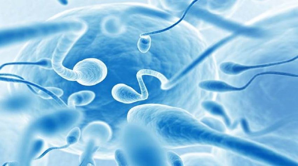 Sperm, Sperm count, how to increase Sperm count