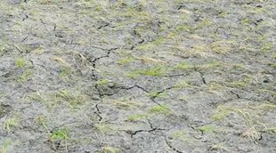 Barren Land, Farmers trouble