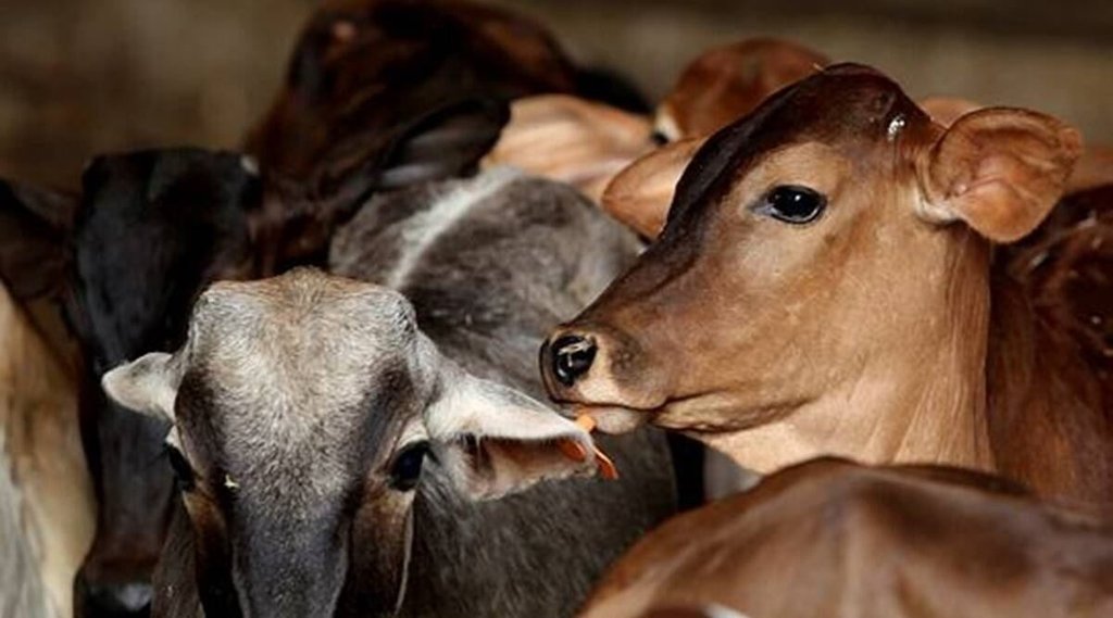 cows