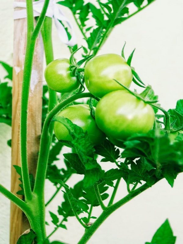 GREEN TOMATOES