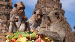 मध्य प्रदेशः कोरोना के ख़ौफ़ के बीच बंदर की अंतिम यात्रा में शामिल हुए 1500 से ज्यादा लोग, दो की गिरफ्तारी