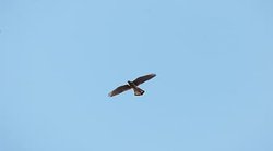 ऊंची उड़ान