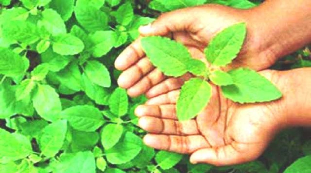 benefits-of tulsi