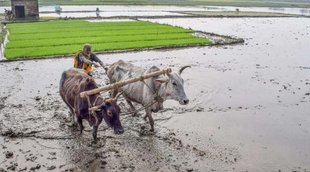 farmer, faarms, rgi