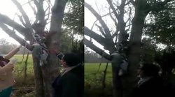 मप्रः वैक्सीन से बचने के लिए पेड़ पर जा चढ़ी युवती, जानें कैसे हेल्थ वर्कर्स ने नीचे उतारने के लिए की मशक्कत