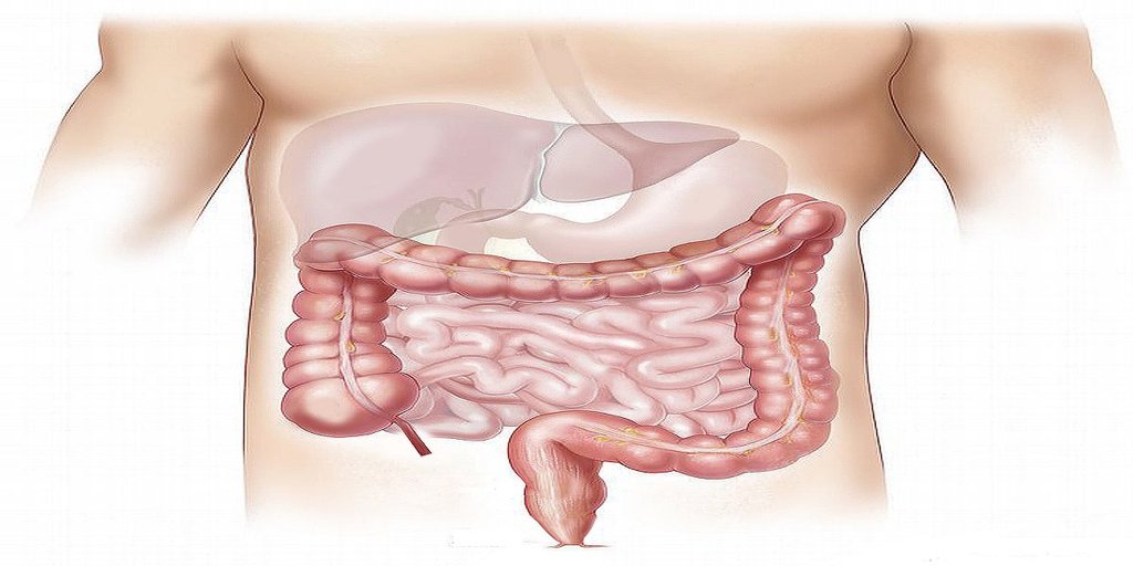 Liver | Fatty Liver | liver fibrosis
