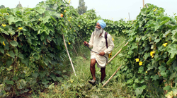 PM Kisan के तहत नहीं आई खाते में सहायता राशि तो क्या करें, कैसे ट्रांसफर होंगे 2000 रुपए? जानिए