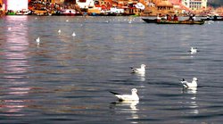 राकेश धर द्व‍िवेदी की कव‍िता: नदी कुछ सोच रही है