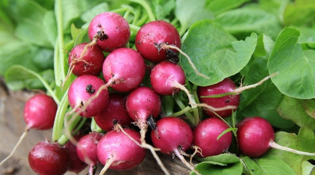root vegetable