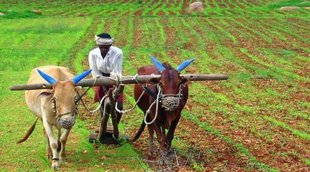 Fasal Bima Yojana