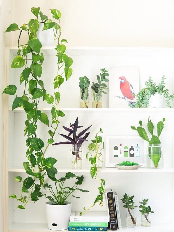 MONEY PLANT AT HOME