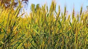 PM Fasal Bima Yojana
