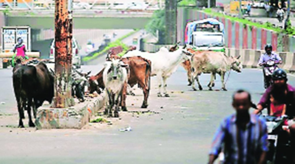 आवारा पशुओं से लोग परेशान। फाइल फोटो। आवारा पशुओं से लोग परेशान। फाइल फोटो।