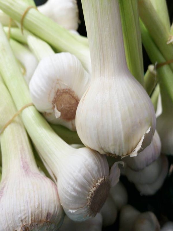 green garlic