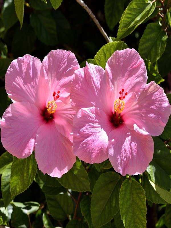 pexels-pixabay-414057