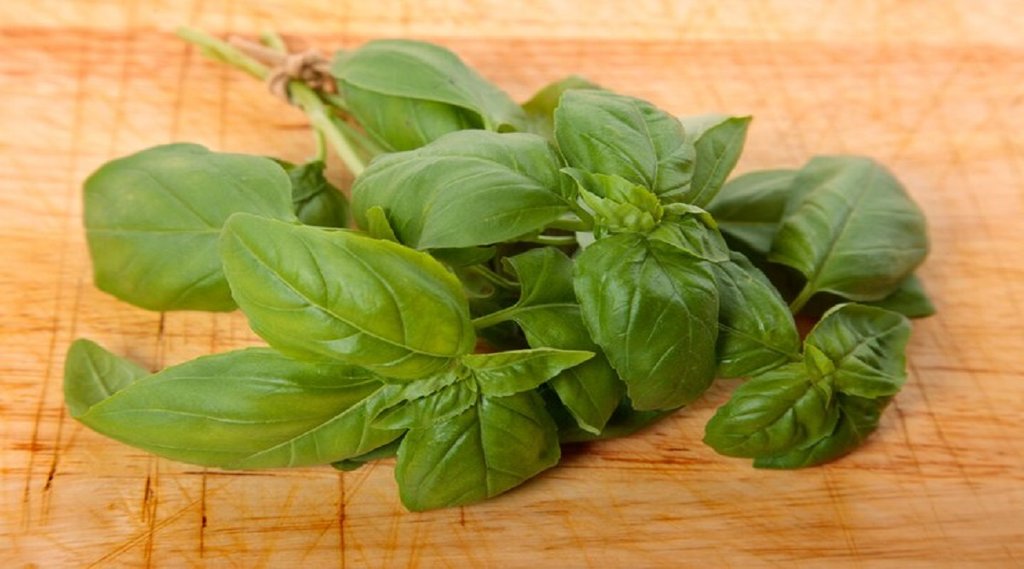 tulsi