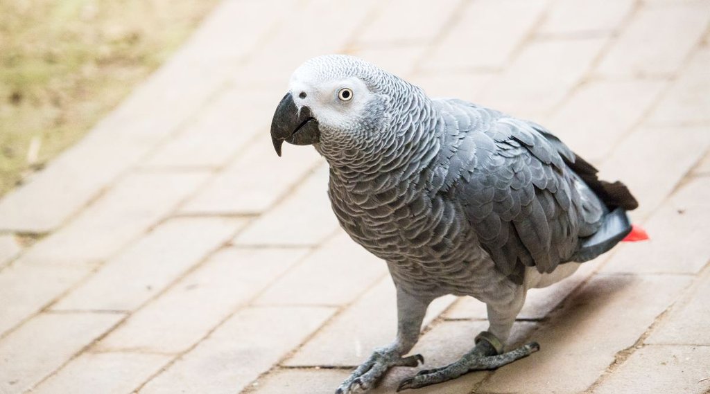 America, michigan, US murder case, psycho wife, parrot mimicry