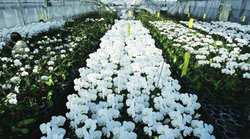 फूलों की खेती का रकबा नौ फीसद बढ़ा