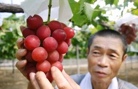 Grapes, Ruby Roman Grapes, Angoor