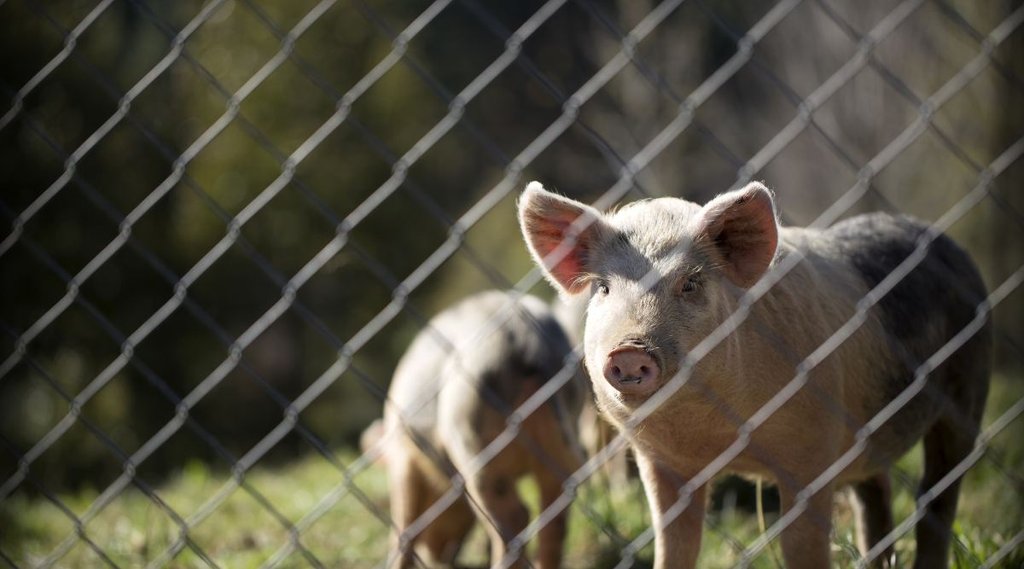 The Pig War, most obscure and unusual wars in history, Oregon Treaty, US, Britain