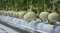 Japanese Melons: यह है हीरे से भी अधिक कीमत वाला दुनिया का सबसे महंगा फल, जिसे सिर्फ तोहफे में दिया जाता है; जानिए