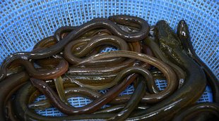 eel fish, eel fish cost