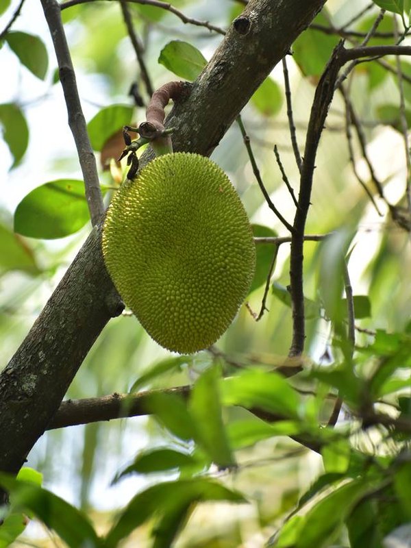 jackkfruit