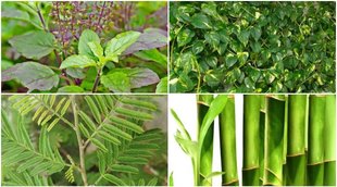 vastu tips, vastu tips for planting