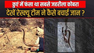 king kobra, naag, maharashtra, nasik news