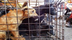 अजब-गजब खानपान: इस मार्केट में बंदर, कुत्ता, कोबरा…क्या नहीं मिलता! कहा जाता है दुनिया का सबसे खतरनाक मीट मार्केट