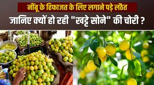 Lemon Price hike, Nimbu price, nimbu price hike