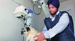 पशु चिकित्सा विज्ञान के क्षेत्र में अनेक मौके