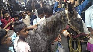 Horse in train,West Bengal news