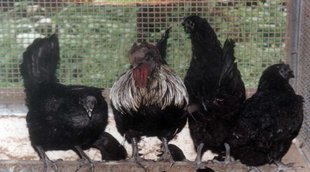 Kadaknath Murga| MS Dhoni | Business News