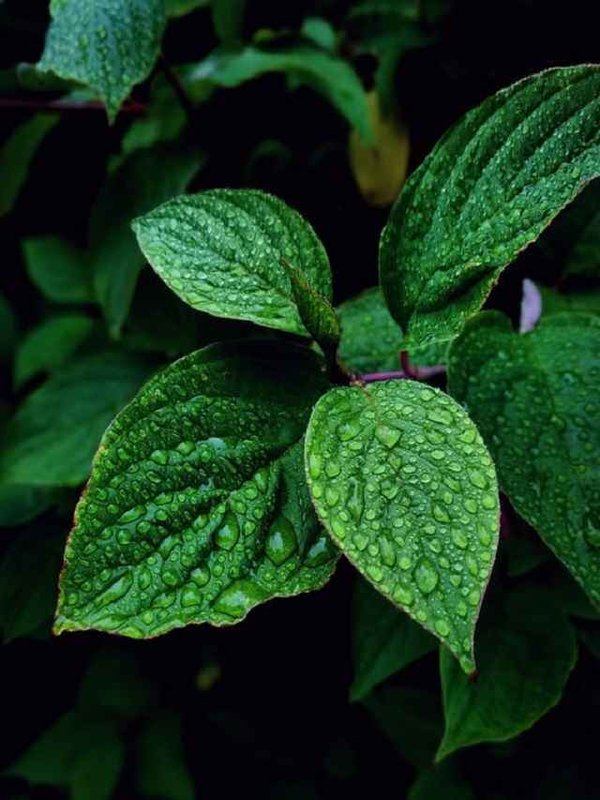 MINT LEAF BENEFITS_11zon