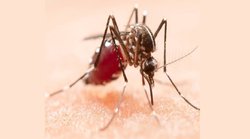 आसपास बढ़ गए हैं मच्छर तो आजमाकर देखें ये 5 घरेलू उपाय, Mosquitoes से मिल सकता है छुटकारा; जानें