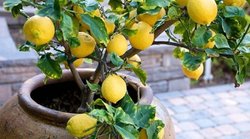 नजर से बचाने वाली चीज को ही नजर लग गई – नींबू की कीमतों में हुई बढ़ोतरी तो यूजर्स ने यूं ली चुटकी