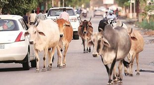 cow| stray cattler| uttar pradesh|