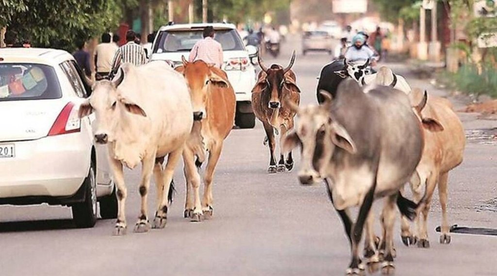 cow| stray cattler| uttar pradesh|