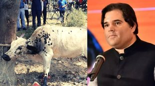 Varun Gandhi bull, BJP MP