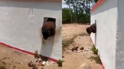 आंध्र प्रदेश में मंदिर की खिड़की तोड़ घुसा चोर उसी में अटक गया, सोशल मीडिया पर वायरल हुआ वीडियो