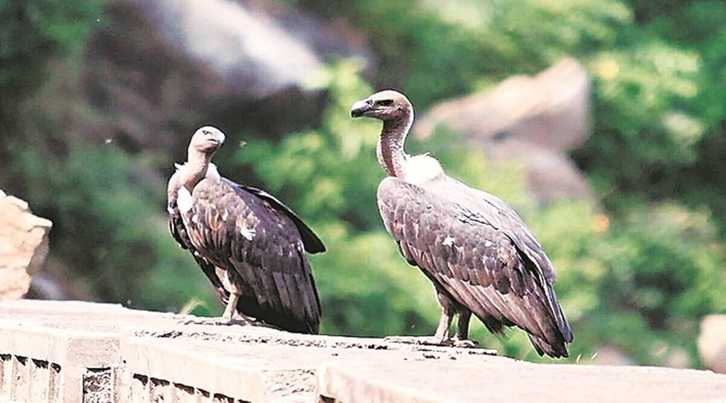 विलुप्त होते गिद्ध